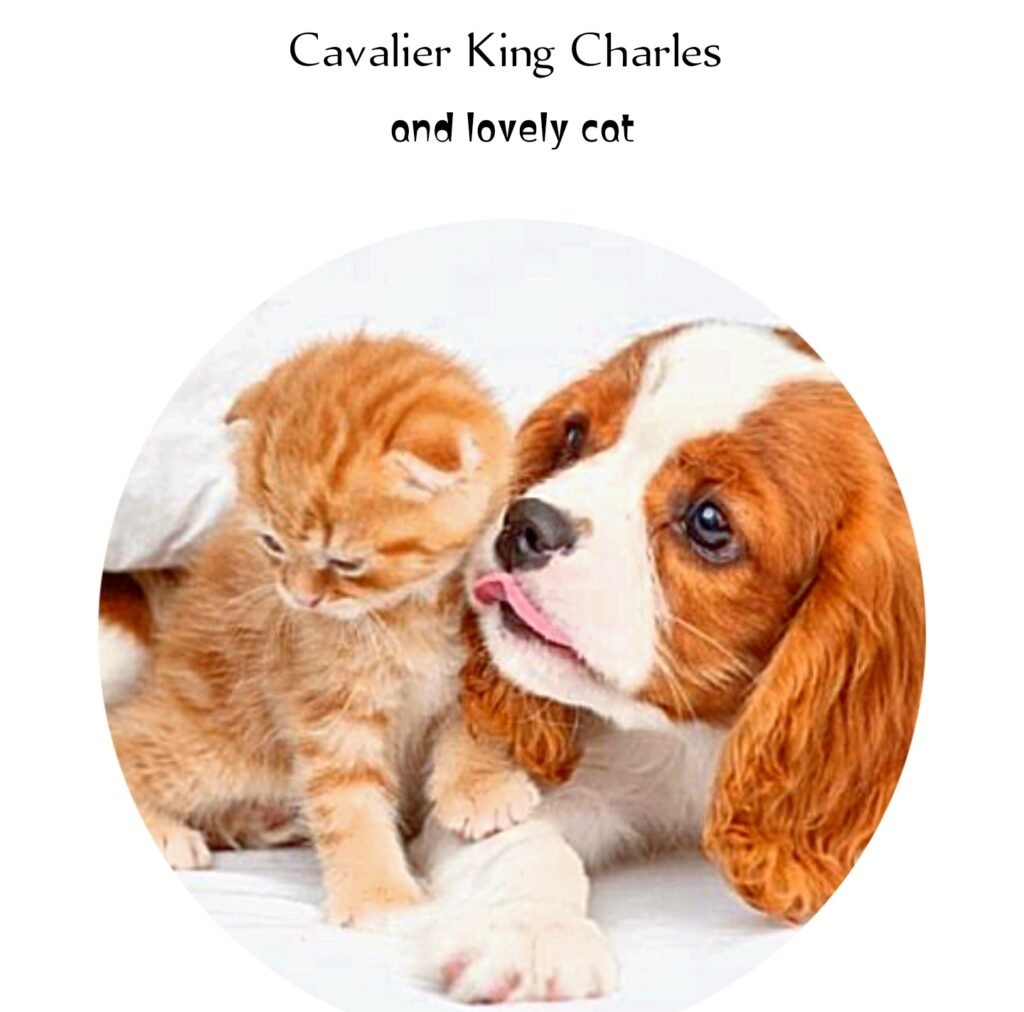 Cavalier King Charles Spaniel 