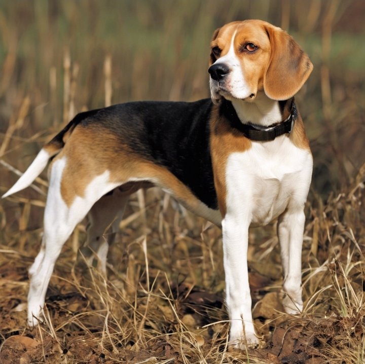 Beagle hunting dog breeds 